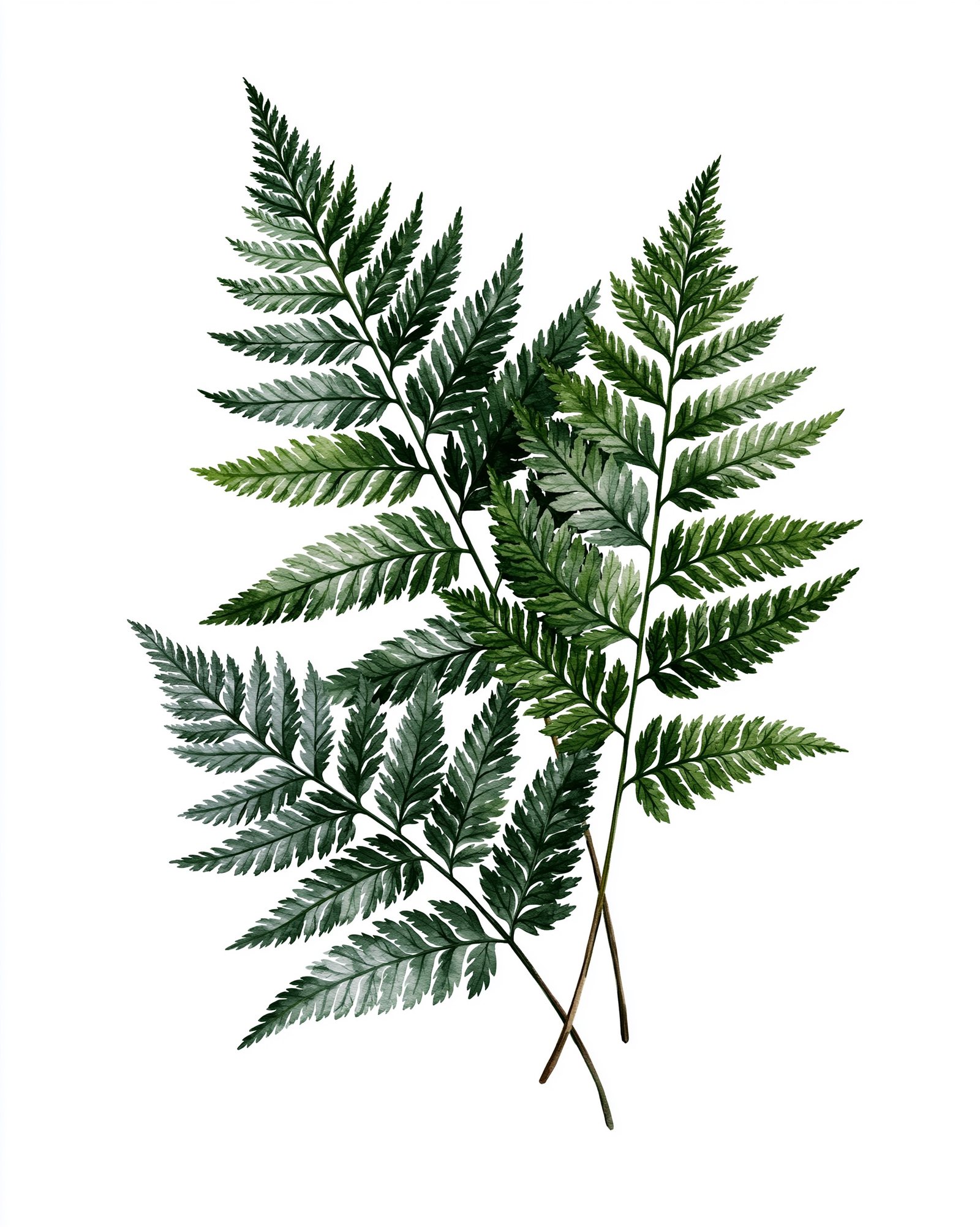 botanical fern study